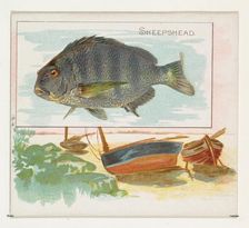 Sheepshead, from Fish from American Waters series (N39) for Allen & Ginter Cigarettes, 1889. Creator: Allen & Ginter