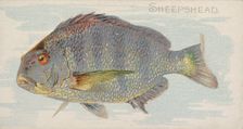 Sheepshead, from the Fish from American Waters series (N8) for Allen & Ginter Cigarettes B..., 1889. Creator: Allen & Ginter