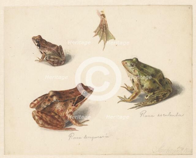 Sheet of studies: green water frog on the left, and brown land frog on the right, 1834. Creator: Albertus Steenbergen.