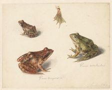 Sheet of studies: green water frog on the left, and brown land frog on the right, 1834. Creator: Albertus Steenbergen