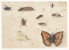 Sheet of Studies of Nine Insects, c.1653-c.1661. Creator: Jan van Kessel