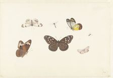 Sheet with five butterflies and two flies, c.1674-c.1692. Creator: Pieter Withoos