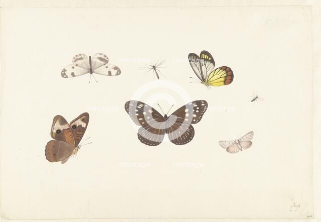 Sheet with five butterflies and two flies, c.1674-c.1692. Creator: Pieter Withoos.