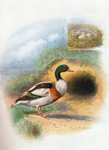 Sheld-Duck or Sheldrake - Tador'na cornu'ta c1910, (1910). Artist: George James Rankin