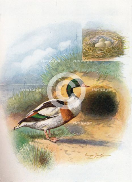 'Sheld-Duck or Sheldrake - Tador'na cornu'ta', c1910, (1910). Artist: George James Rankin.