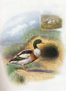Sheld-Duck or Sheldrake - Tador'na cornu'ta c1910, (1910). Artist: George James Rankin