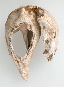 Shell, Frankish, 6th-7th century. Creator: Unknown