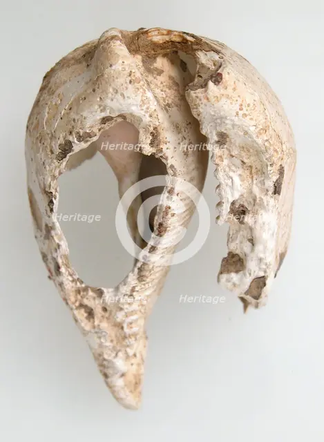 Shell, Frankish, 6th-7th century. Creator: Unknown.