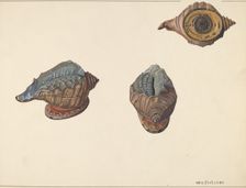 Shell Out Bank, c. 1938. Creator: William O. Fletcher