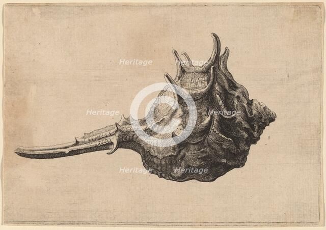Shell (Murex brandaris), c. 1645. Creator: Wenceslaus Hollar.