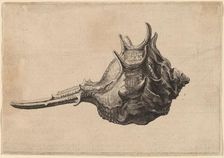 Shell (Murex brandaris), c. 1645. Creator: Wenceslaus Hollar