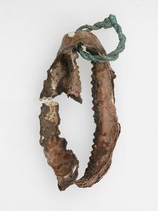 Shell with wire ring, Frankish, 6th-7th century. Creator: Unknown