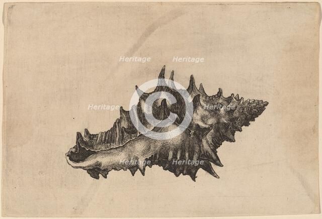 Shell (Vasum ceramicum), c. 1645. Creator: Wenceslaus Hollar.