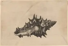Shell (Vasum ceramicum), c. 1645. Creator: Wenceslaus Hollar