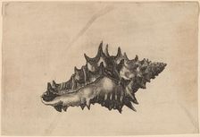 Shell (Vasum ceramicum), c. 1645. Creator: Wenceslaus Hollar