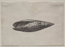 Shells: Mitra papalis L, c. 1640s. Creator: Wenceslaus Hollar (Bohemian, 1607-1677)