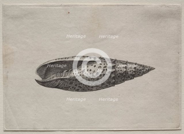 Shells: Mitra papalis L, c. 1640s. Creator: Wenceslaus Hollar (Bohemian, 1607-1677).