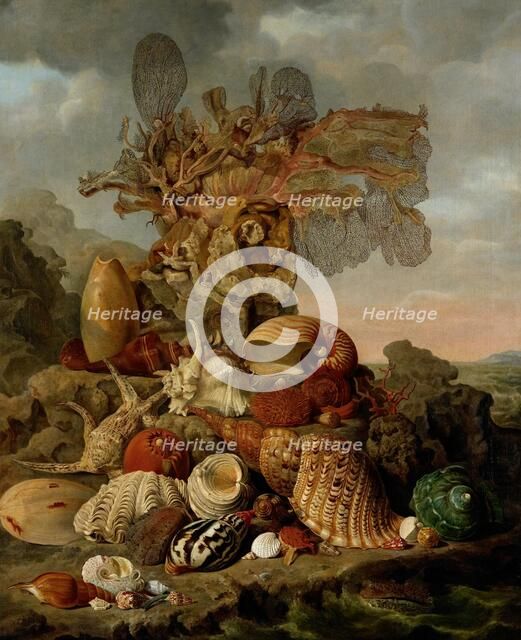 Shells and Marine Plants, 1809. Creator: Henricus Franciscus Wiertz.