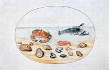 Shells and Shellfish 16th century. Artist: Joris Hoefnagel