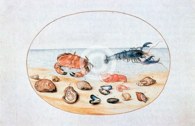 'Shells and Shellfish', 16th century. Artist: Joris Hoefnagel