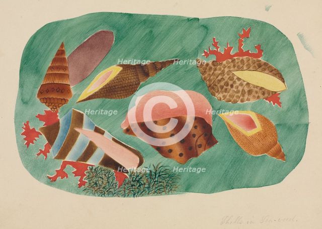 Shells in Seaweed. Creator: Mary Altha Nims (American, 1817-1907).