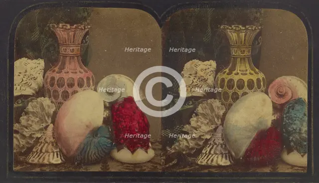 Shells & Vase, about 1860. Creator: London Stereoscopic & Photographic Co.