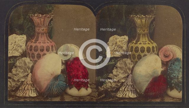 Shells & Vase, about 1860. Creator: London Stereoscopic & Photographic Co.