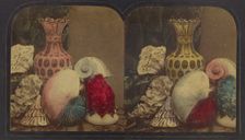 Shells & Vase, about 1860. Creator: London Stereoscopic & Photographic Co