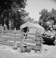 Shelter in one of the large shacktown communities around Yakima, Washington, Sumac Park, 1939. Creator: Dorothea Lange