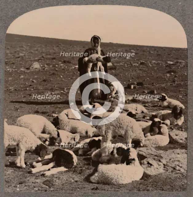'Shepherd and flock', c1900. Artist: Unknown.