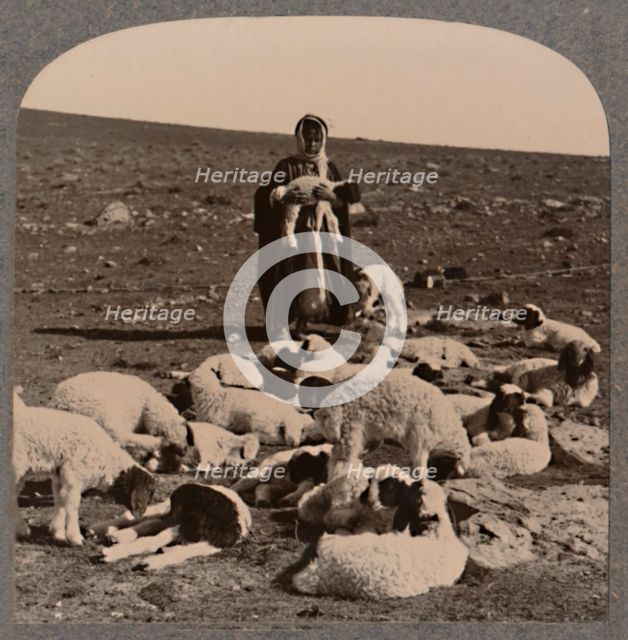 'Shepherd and flock', c1900. Artist: Unknown.