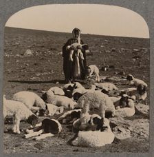 Shepherd and flock c1900