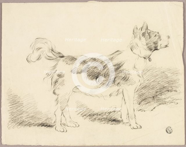 Shepherd Dog, n.d. Creator: Unknown.