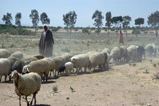 Shepherd south of Kairouan