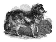 Shepherd's dog 1848