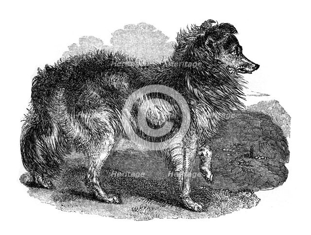 'Shepherd's dog', 1848. Artist: Unknown