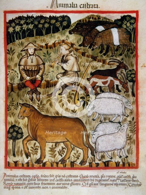 Shepherds and cattle, 14th century.  Creator: Unknown.