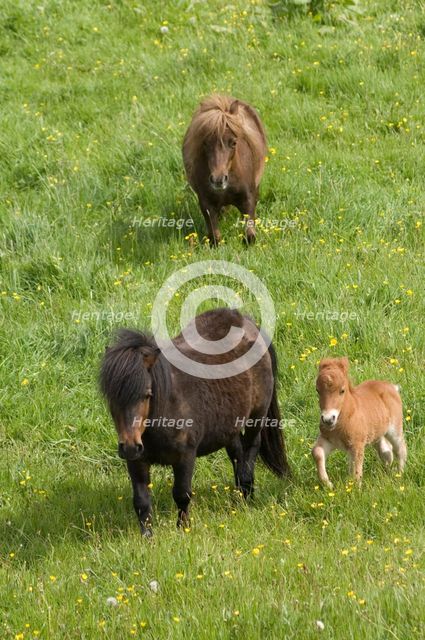 Shetland ponies and foal, Devon, c2008. Artist: Derek Kendall.