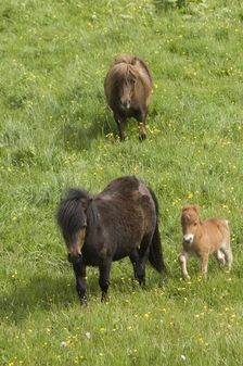 Shetland ponies and foal, Devon, c2008. Artist: Derek Kendall