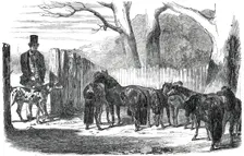 Shetland Ponies purchased for the Pacha of Egypt, 1850. Creators: Harrison Weir, Benjamin Herring