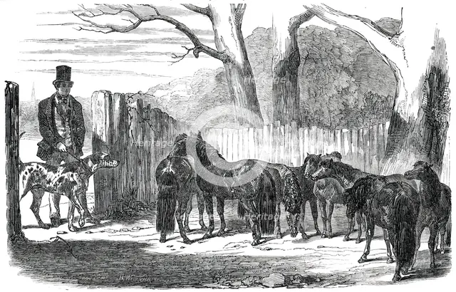 Shetland Ponies purchased for the Pacha of Egypt, 1850. Creators: Harrison Weir, Benjamin Herring.