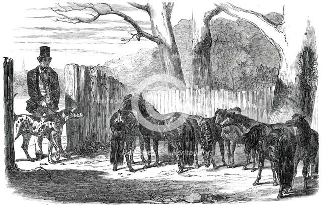 Shetland Ponies purchased for the Pacha of Egypt, 1850. Creators: Harrison Weir, Benjamin Herring.