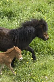 Shetland pony and foal, Devon, c2008. Artist: Derek Kendall