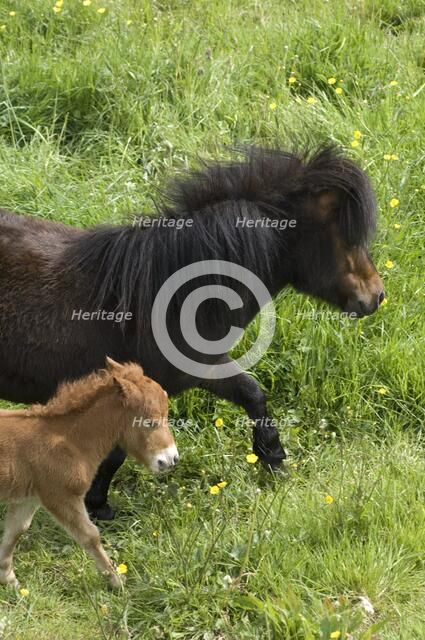 Shetland pony and foal, Devon, c2008. Artist: Derek Kendall.