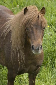 Shetland pony, Devon, c2008. Artist: Derek Kendall