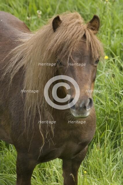 Shetland pony, Devon, c2008. Artist: Derek Kendall.
