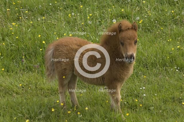 Shetland pony foal, Devon, c2008. Artist: Derek Kendall.
