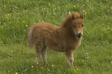 Shetland pony foal, Devon, c2008. Artist: Derek Kendall