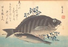 Shimadai and Ainame Fish, from the series Uozukushi (Every Variety of Fish), 1840s., 1840s. Creator: Ando Hiroshige
