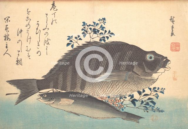 Shimadai and Ainame Fish, from the series Uozukushi (Every Variety of Fish), 1840s., 1840s. Creator: Ando Hiroshige.